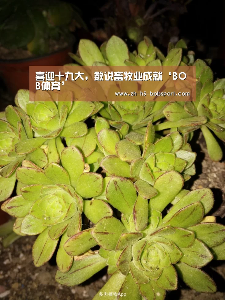喜迎十九大,数说畜牧业成就‘BOB体育’(图2) BOB体育